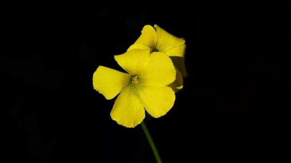 OLED - Black collor test, blooming test (4K)