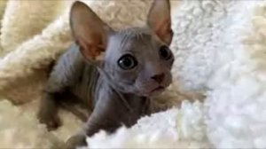 «Урод пушистый! Верните лысого!»: заплатил за «Сфинкса» 15 тысяч, а он оброс густой шерстью