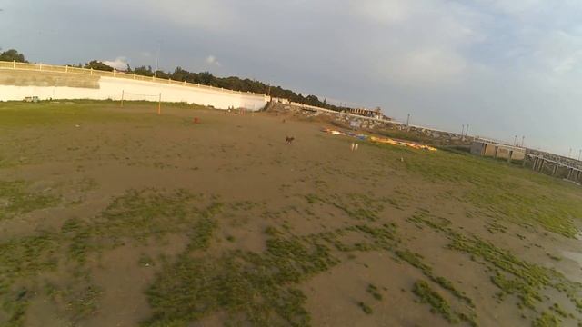 Догонялки с собаками на гоночном квадрокоптере смотреть онлайн