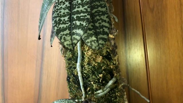 Фаленопсис Шиллера!!! Цветение и немного об уходе.Phalaenopsis Schilleriana In Bloom!!!