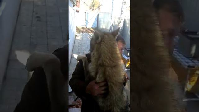 Дикуша фотомодель🤣