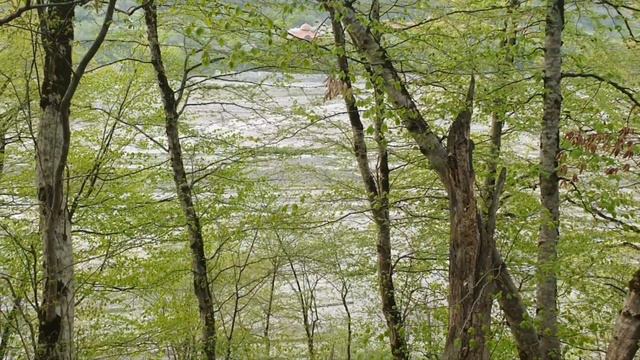 Уникальное  место в Азербайджане Куба Лес Гечреш  #unique #forest #river #nature #travelblogger #sk