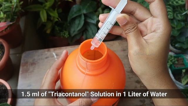 SOLUTION To Gardenia Plant BUD DROP Problem - Gardenia Plant Care смотреть онлайн