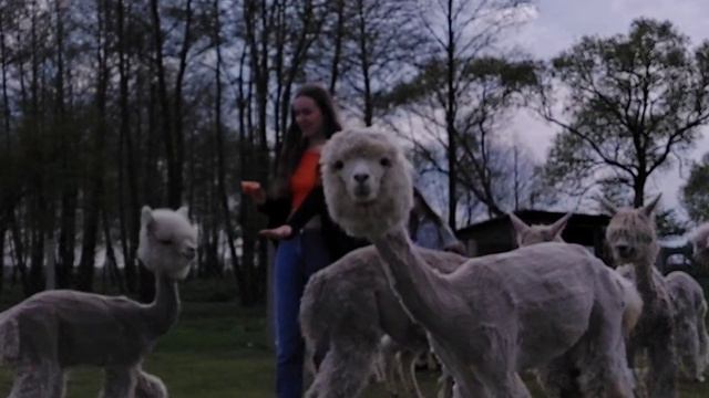 самая большая ферма альпак в Польше смотреть онлайн