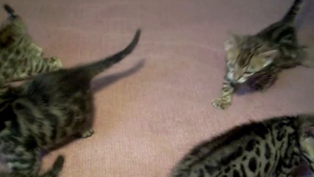 Бенгальские котята - BENGAL KITTENS For SALE- Http://www.bensun.ru