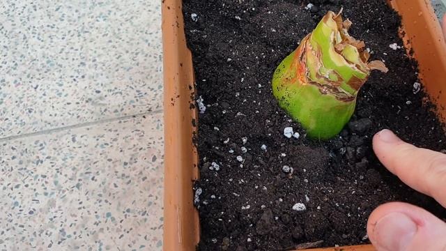 Еще одна луковица укоренилась смотреть онлайн