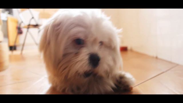 My crazy dog eating bone. Maltese / Мальтийская болонка смотреть онлайн