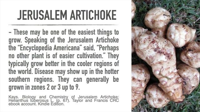 Easiest Plant To Grow To Sustain Your Family! смотреть онлайн