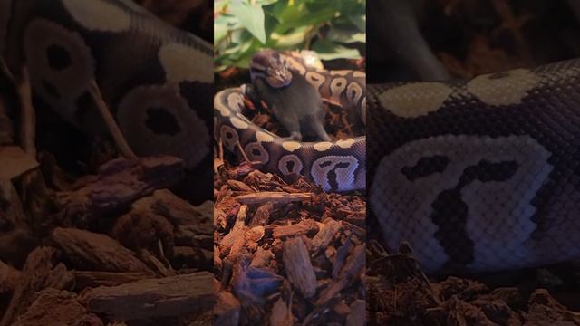 Feeding on 1-7-23 ghost and daisy смотреть онлайн