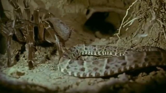 Spider and Snake go hunt in the dark смотреть онлайн