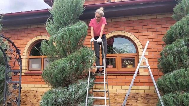 Стрижка и формирование скального можжевельника Мунглоу смотреть онлайн