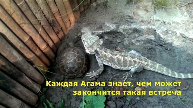 Бородатая агама и враг 1