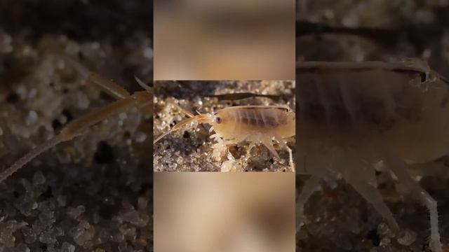 Вот почему опасно ходить босиком по пляжу смотреть онлайн