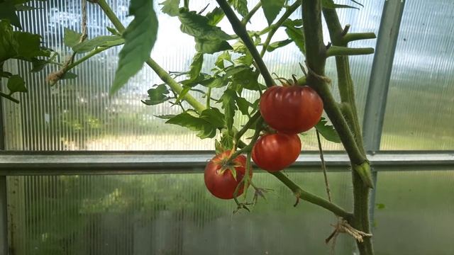 краткий обзор томата-гнома Полосатый Анто. смотреть онлайн