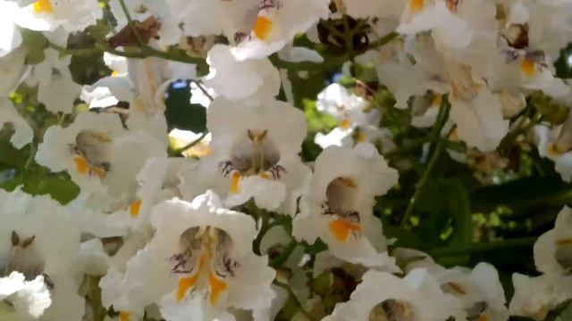 МАКАРОННОЕ ДЕРЕВО Цветёт – КАТАЛЬПА смотреть онлайн