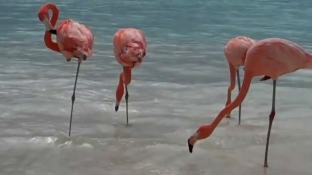 Интересные факты о Фламинго смотреть онлайн