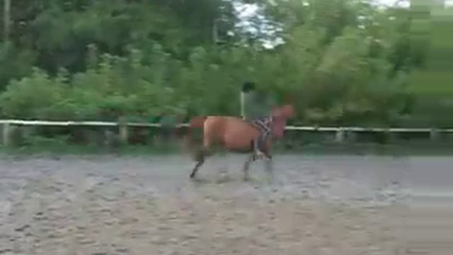 Kamelia-skok na oklep смотреть онлайн