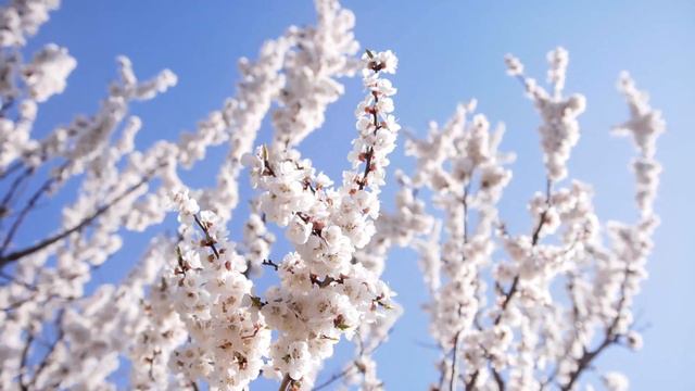 Это безумно красивые мелодии, которые проникают в самую суть! Отличная музыка Сергей Чекалин смотреть онлайн