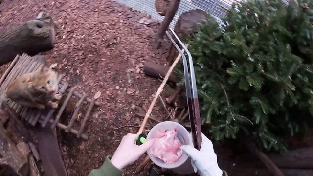 Зачем тренируют камышового кота?