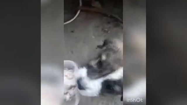 #алабай #щенкиалабая Кормление щенков алабая 2 месяца 4 месяца смотреть онлайн
