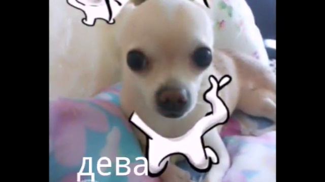 Кто ты по знаку зодиака из моих фото смотреть онлайн