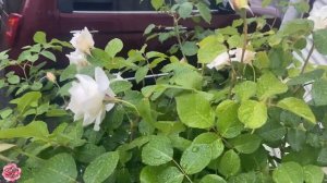 BLOOMING TINEKE ROSES(Hybrid Tea Rose)(White Rose)〜In my Little Garden // Allee Anne