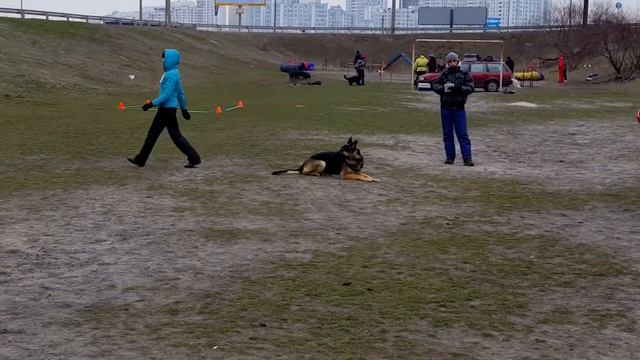 Бякова Мария и Ингар. "Кубок VIP Club 2016" Obedience-1 (2место) смотреть онлайн