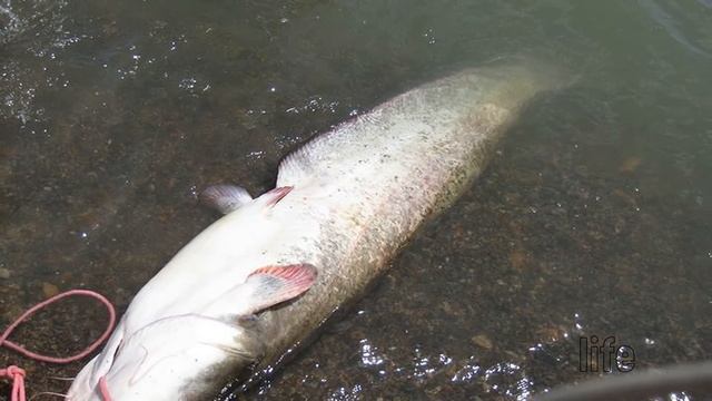 Как ловить сома в мае? смотреть онлайн