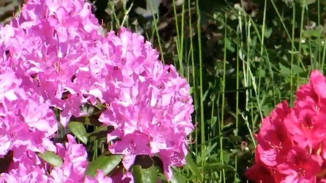Rhododendron - two different colours смотреть онлайн