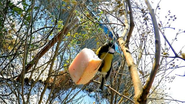 Синица ест сало / Bird tit eating bacon - Slow Motion & ZOOM GoPro Studio смотреть онлайн