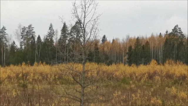 лес увлекающий в сказочный мир фантазий ассоциаций смотреть онлайн