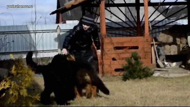 [Урок 4] Как отучить щенка ПРЫГАТЬ на людей, ХВАТАТЬ за одежду и зачем это нужно смотреть онлайн