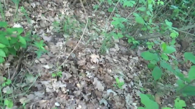 За белыми грибами весной смотреть онлайн