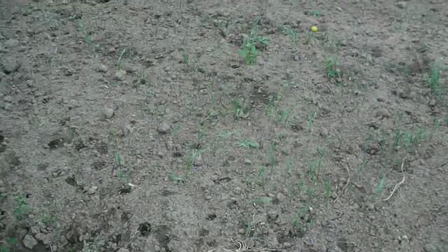 нашествие лягушек или природный баланс смотреть онлайн