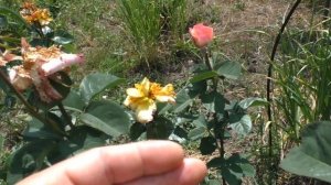 Зелёный жук на розе полёт