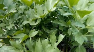 Любисток лекарственный—прянность,которая придает сил и охраняет семейный очаг.