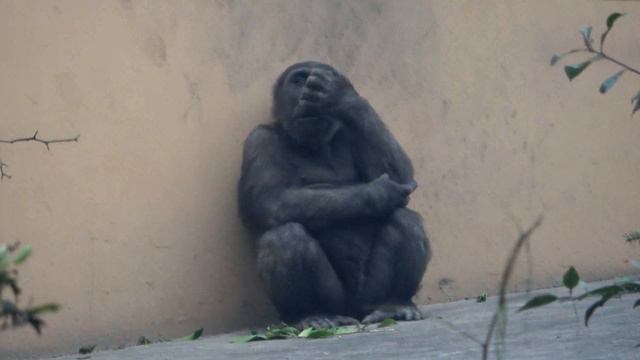 Answer🦍Do Gorillas Recognize Colors? Is The World As Gorillas See It Colorful? ｜Momotaro Family