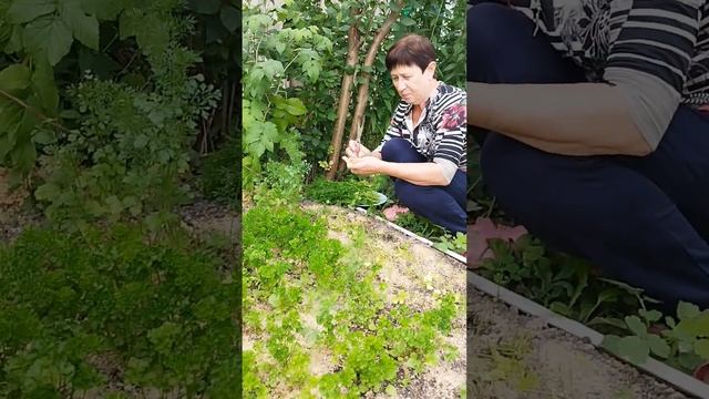 на даче с родителями. 16.07.2023 смотреть онлайн