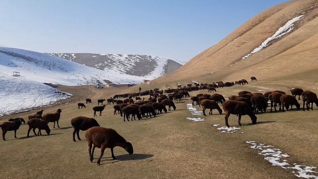 Хисори (гиссарские) овцы Сурхондарьи. Анвар Рустемов +77017224679(ватцап) смотреть онлайн