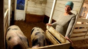 Содержание свиней на глубокой подстилке. Хозяйство Елены Мороз, Уфа