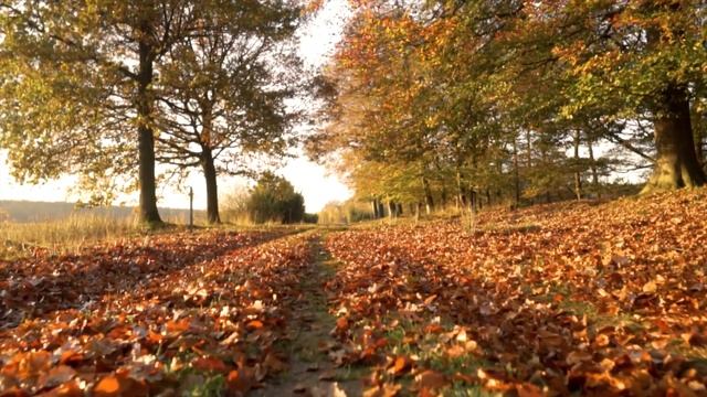 Videos for meditation, relaxation Majestic Forests Видео для медитации, релакса Величественные леса смотреть онлайн