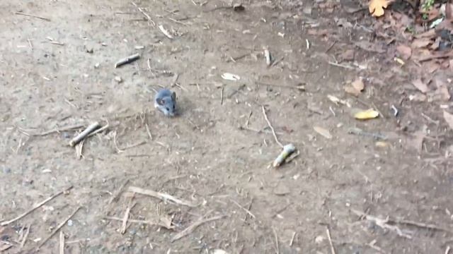 a brave field mouse in the wild смотреть онлайн