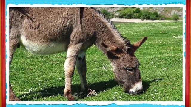 Farm Animals for Kids | Learn Farm Animals Names and Sounds for Toddlers and Babies | RV AppStudios смотреть онлайн