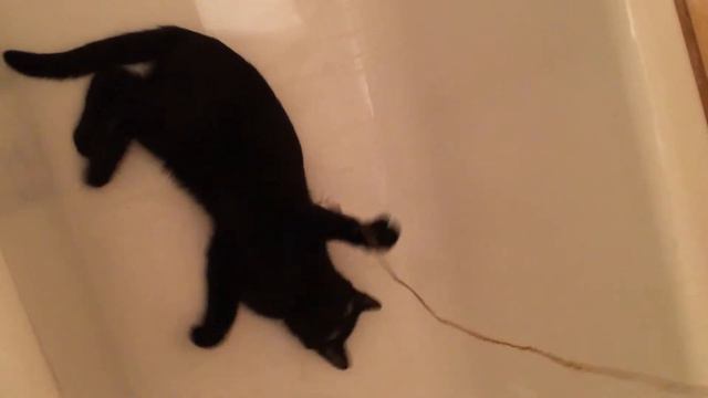 Black kitten playing in the bath - Котик играет с бантиком - Primus Cat смотреть онлайн