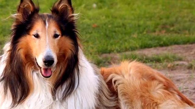 КАКАЯ ПОРОДА СОБАК САМАЯ УМНАЯ ? смотреть онлайн