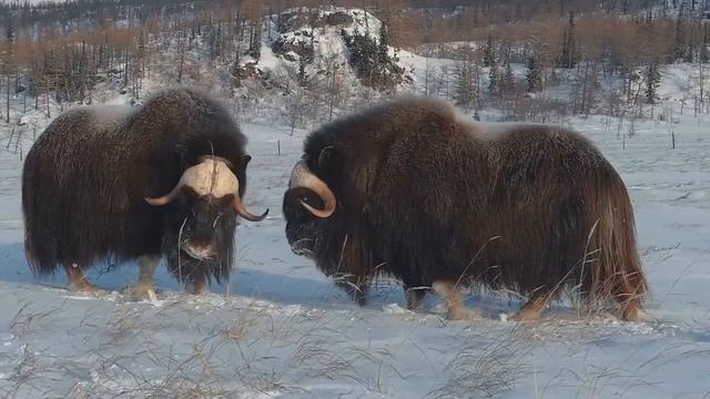Поединок овцебыков в русском народном стиле.A duel of musk oxen in the Russian folk style. смотреть онлайн