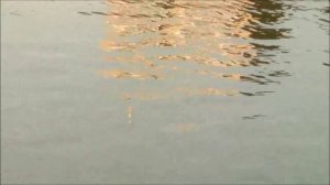 Херабуна.Поплавок на мелководье.