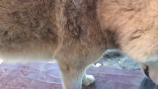 #huskiesterra, #husky, #хаски Хаски линяют