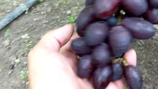 Терра,Алекс,Медея и Загадка.... смотреть онлайн