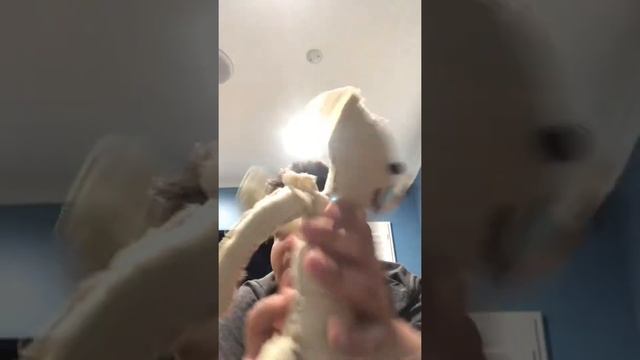 Bear alpha plush Upgraded￼ смотреть онлайн